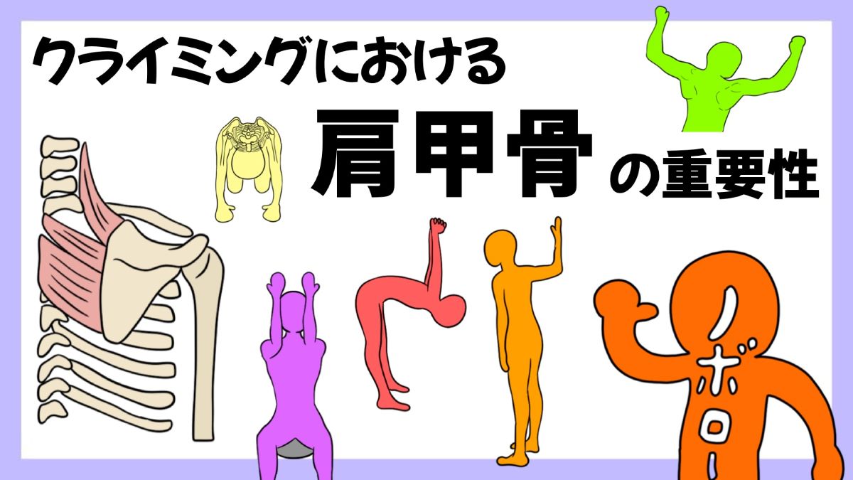 クライミングにおける肩甲骨の重要性のイラスト