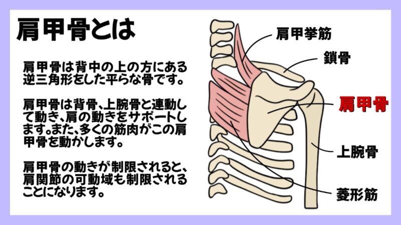 クライミングにおける肩甲骨の重要性のイラスト