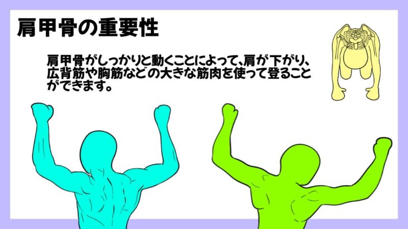 クライミングにおける肩甲骨の重要性のイラスト