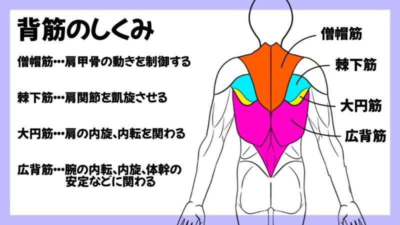 クライミングにおける背筋の重要性